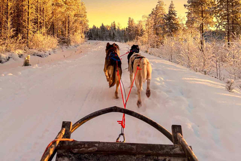 Rovaniemi: Insider 10 km Husky Sled Ride