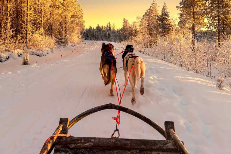 Rovaniemi: Insider 10 km Husky Sled Ride