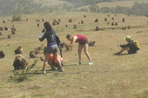 Simien Peaks Odyssey: 6-Day Gelada and Canyon Trek