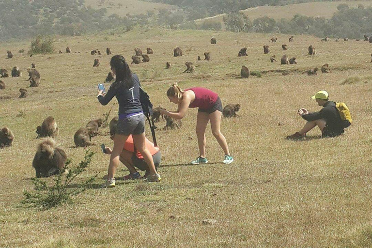 Simien Peaks Odyssey: 6-Day Gelada and Canyon Trek