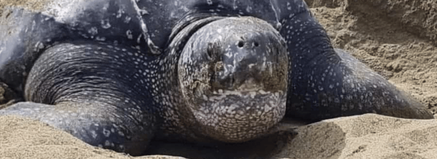 Tobago : visite des sites de ponte des tortues luth avec prise en charge