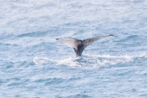 Boa Viata - Small-Group Whale Watching Tour