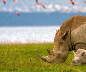 2-Day Lake Nakuru Flamingo Safari & lake Naivasha Boat Ride