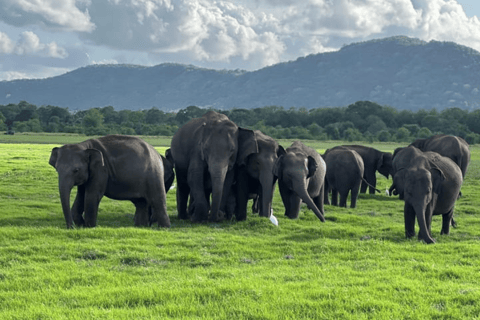 Tour delle rocce di Sigiriya e safari in jeep a Minneriya Sri Lanka