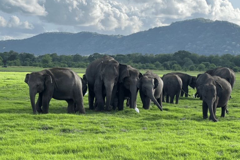 Excursión a la Roca de Sigiriya y Safari en Jeep por Minneriya Sri Lanka