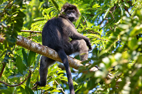 West Bali: Jungle Trekking in Bali Barat National Park
