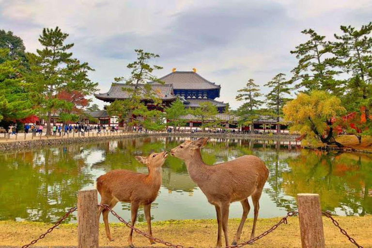 Kyoto/Osaka: Kyoto and Nara Customized Private Guided Tour