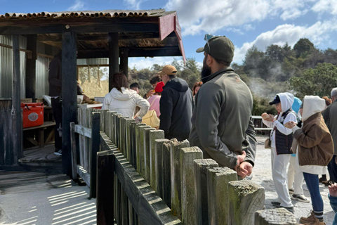 Auckland: Rotorua Te Puia & Maori Village Tour with Haka