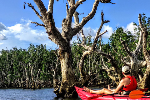 From Tagbilaran City/Panglao Island: Bohol Mangrove Kayaking