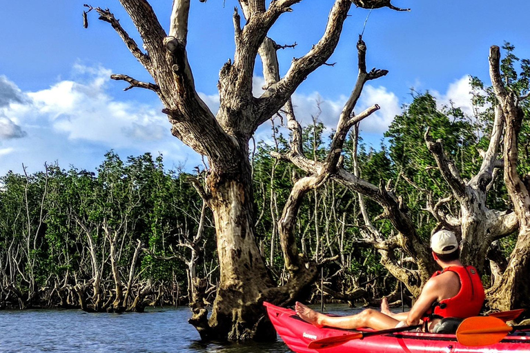 From Tagbilaran City/Panglao Island: Bohol Mangrove Kayaking