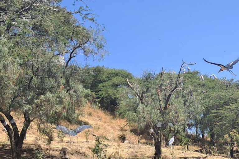 Addis Ababa: 6-Day Abijata Shalla NP & Bale Mountains Tour