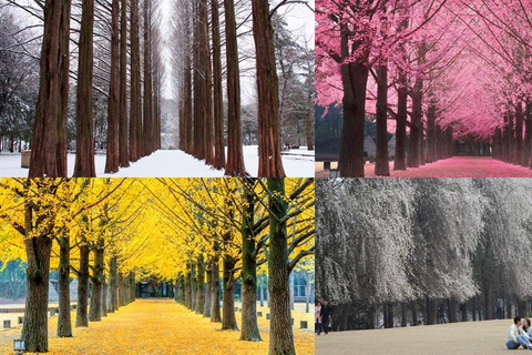 Alpaca World, Nami Island, and Rail Bike Tour