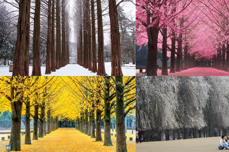 Alpaca World, Nami Island, and Rail Bike Tour