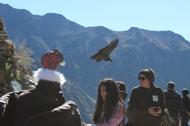 From Arequipa: 2-day Colca hike, meals includedcaminhada