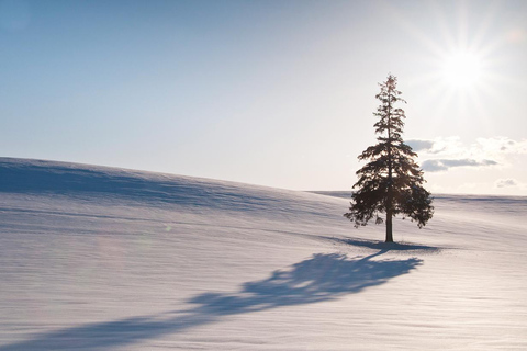 Dagtrip Hokkaido: Dierentuin Asahiyama, Biei en Ningle Terras