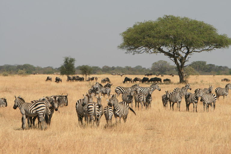 Z Zanzibaru: 8-dniowe safari w Tanzanii i wakacje na Zanzibarze