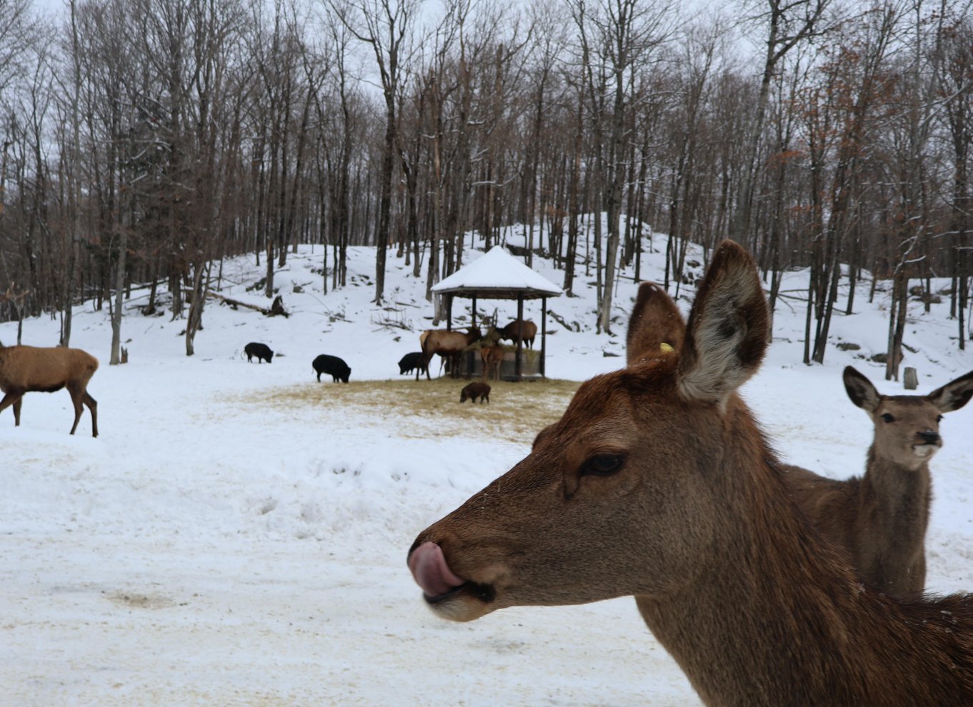 Fra Montreal: Omega Park Wildlife Safari Calling Sounds