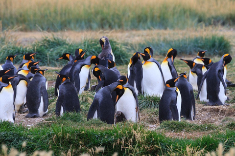 Day Adventure in Tierra del Fuego: King Penguins