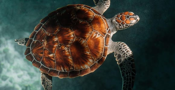 Zanzibar: Swimming with turtles in Salaam Cave