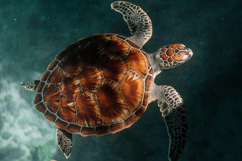 Zanzibar:Simma med sköldpaddor i salaamgrottan