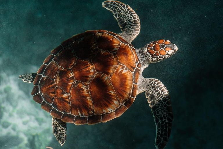 Zanzibar:Simma med sköldpaddor i salaamgrottan