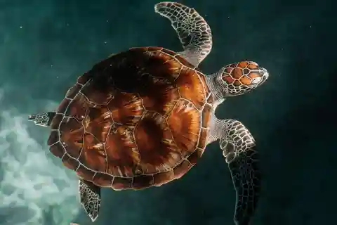 Zanzibar:Swimming with turtles in salaam cave