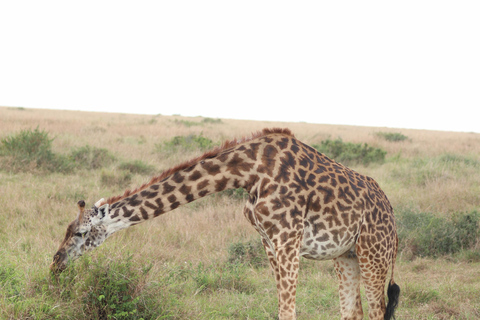 5 Hours Nairobi National Park Game Drive Tour in 4x4 Vehicle Private Guided Tour 4x4 Van