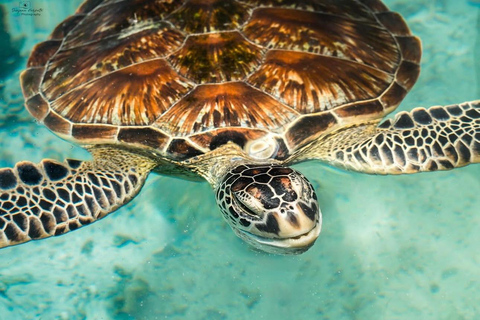 Zanzibar: las Jozani i jaskinia Salaam z odbiorem z hoteluWYCIECZKA PRYWATNA: z odbiorem z hotelu ze WSZYSTKICH HOTELI na Zanzibarze