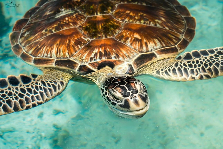 Zanzibar: las Jozani i jaskinia Salaam z odbiorem z hoteluWYCIECZKA PRYWATNA: z odbiorem z hotelu ze WSZYSTKICH HOTELI na Zanzibarze