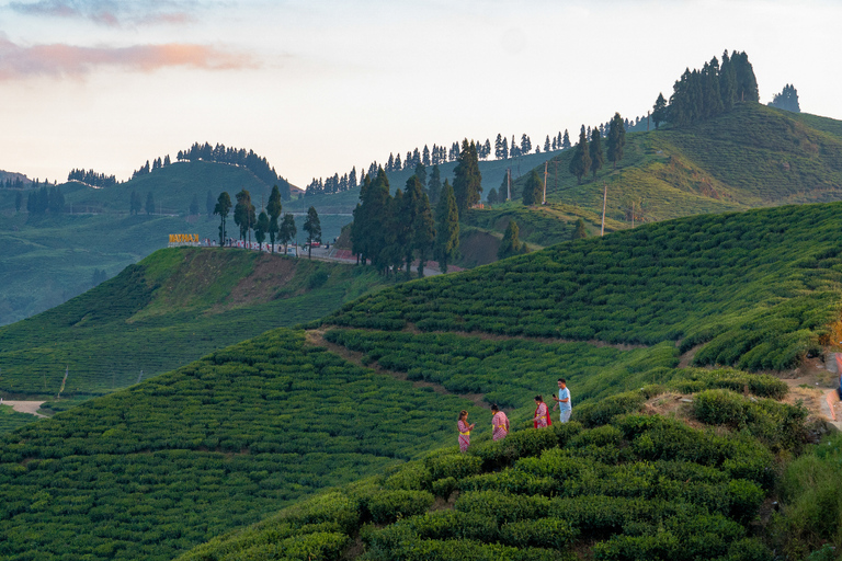 Kathmandu: Ilam Tea Garden & Sunrise 3-Day Tour