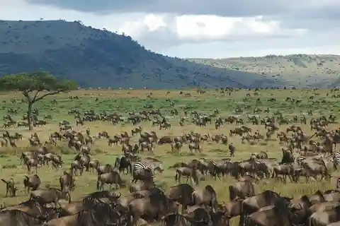 Grande Migração/Temporada de Parto de 4 dias Serengeti Explorer