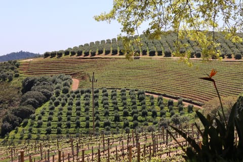 Table Mountain & Constantia Wine Estate Private Combo Tour