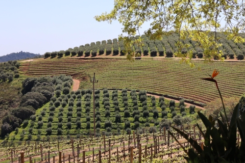 Tafelberg en Constantia Wine Estate privécombo-tour