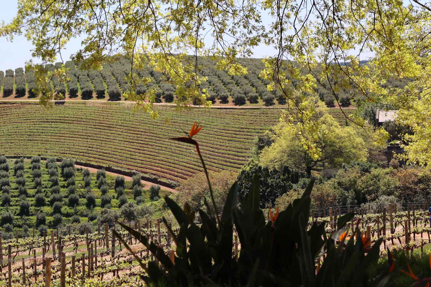 Table Mountain & Constantia Wine Estate Private Combo Tour - Table Mountain & Constantia Wine Estate Private Combo Tour