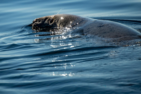 Tadoussac/Charlevoix: VIP Lounge/Upper Deck Whale Watching Charlevoix: VIP Lounge Whale Watching Cruise