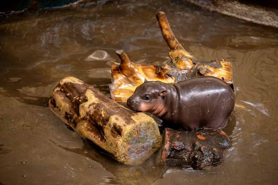 Eintrittskarte für den Zoo von Edinburgh. Foto: GetYourGuide