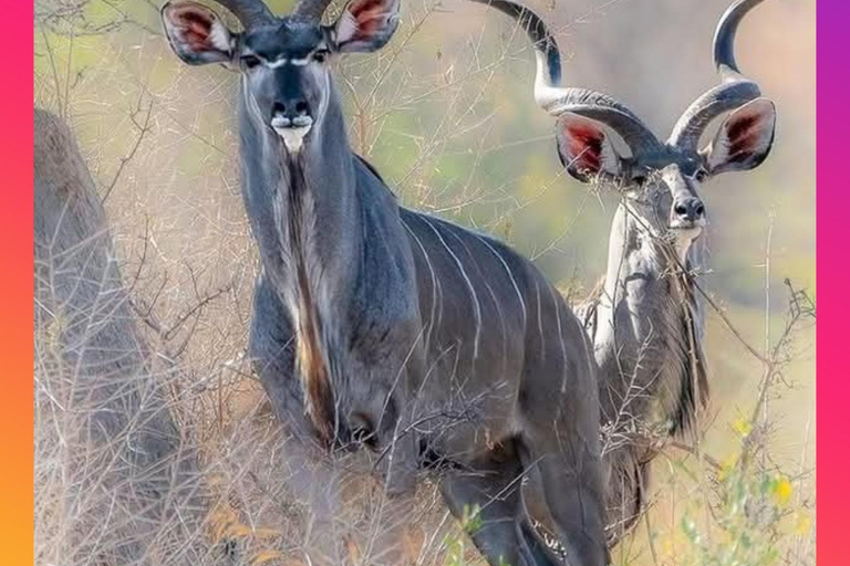 Addis Abeba: 8-tägige Tour zu den Bale Mountains und dem Maze Park mit Wildtieren