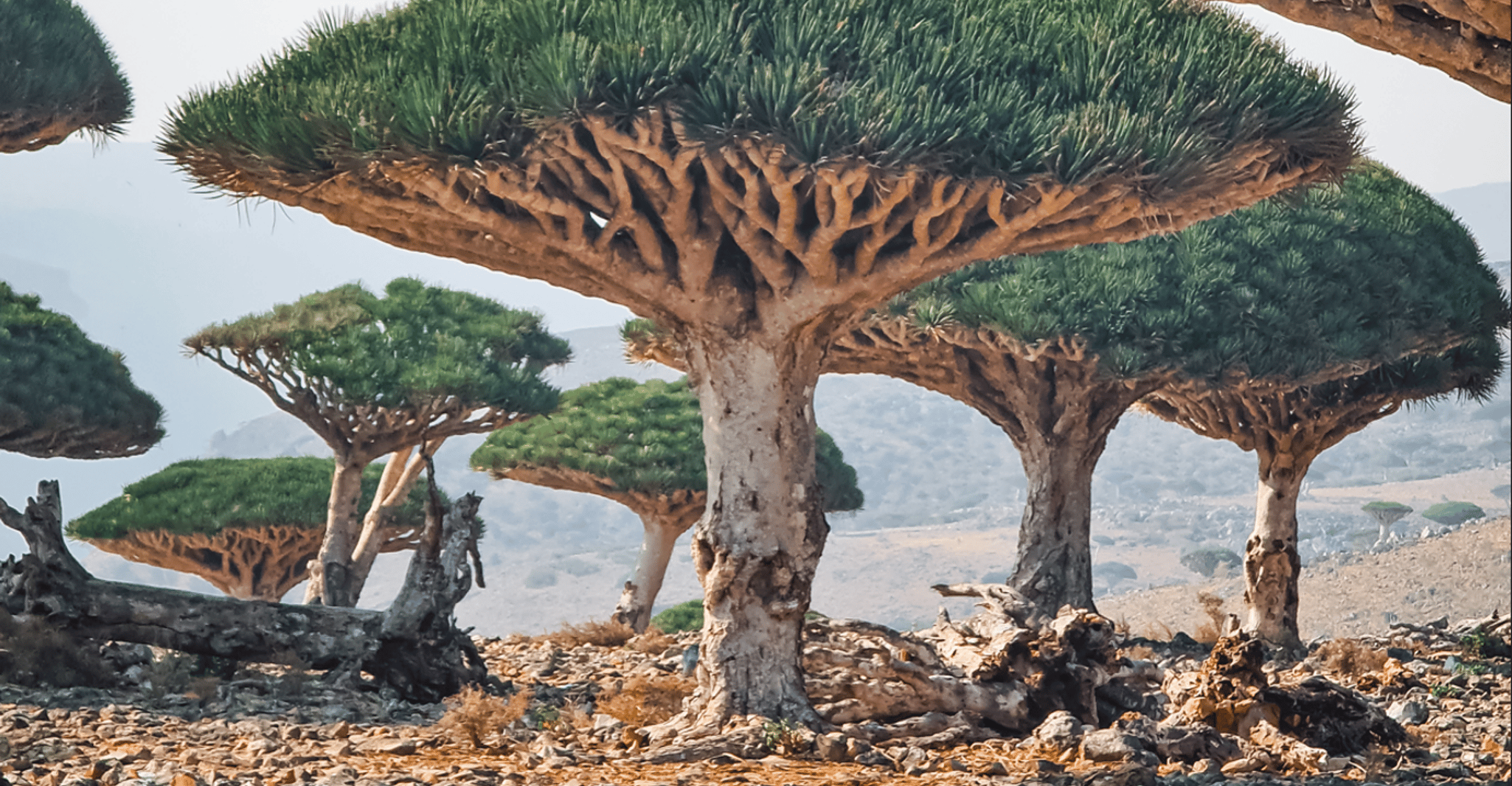 8 Days - Enchanting Socotra Escape - Housity