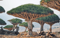 8 Days - Enchanting Socotra Escape - Housity