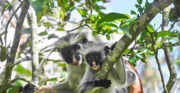 Zanzibar: Jozani Forest, Spice Farm & Mtende beach