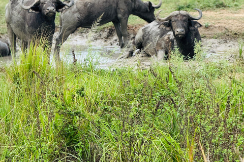 Uganda: Queen Elizabeth National Park 3-Day Safari Tour