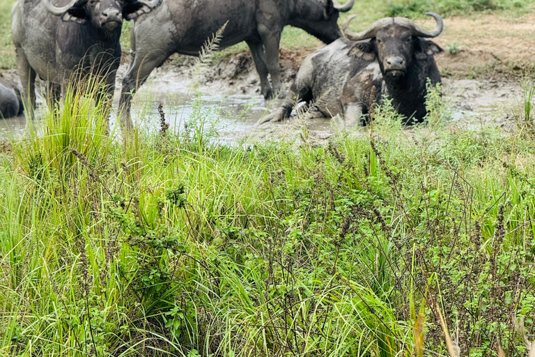 Uganda: Queen Elizabeth National Park 3-Day Safari Tour