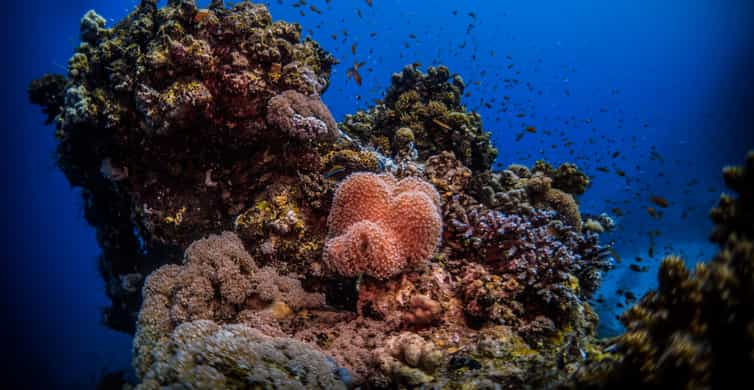 Jeddah: Guided Snorkeling Trip with Snacks and Drinks photo 5