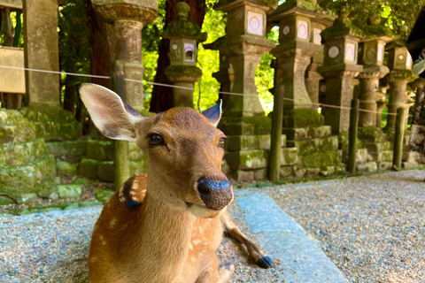 Visite privée de Nara. Le cœur ancien du Japon