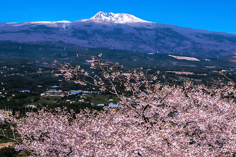 Earlybird Cherry Blossom : Jeju's South & West full day Tour