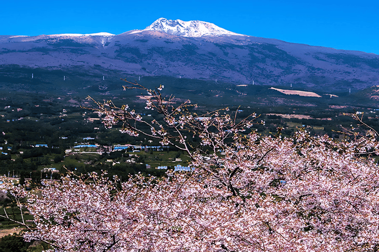 Jeju&#039;s Cherry Blossom South&amp;West day Tour with Hotel Pick up