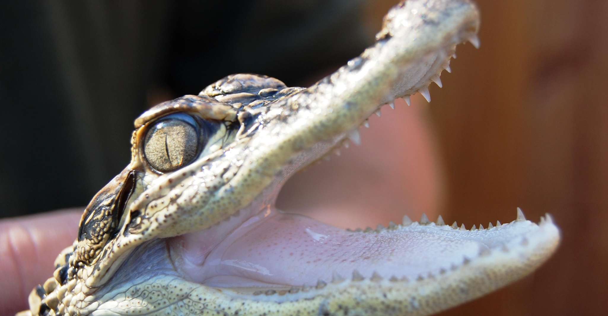 Miami: Everglades Airboat, Wildlife Exhibit & Roundtrip Bus photo 14