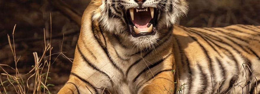 Safari tigres à Ranthambore en Gypsy/Canter – Visite partagée