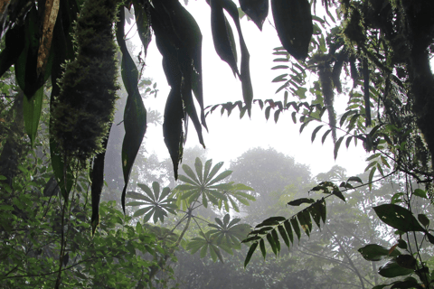 Traslado privado del aeropuerto de San José a/desde Monteverde