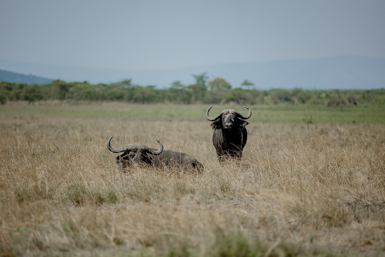 3-Day Murchison Falls Safari